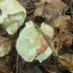 Variable Russula thumbnail 3