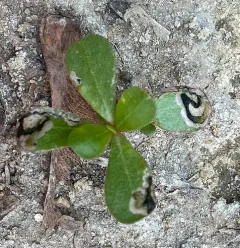 Purslane sawfly thumbnail 3