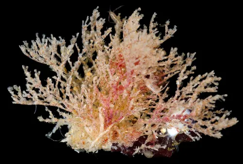 Tricellaria ternata