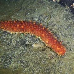 giant California sea cucumber thumbnail 4
