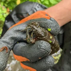 Virile Crayfish thumbnail 3