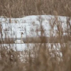 Trumpeter Swan thumbnail 2