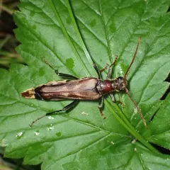 Ladder-marked Longhorn Beetle thumbnail 3