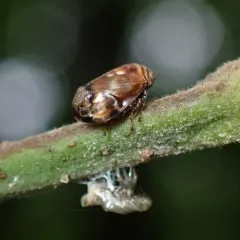 Alder Spittlebug thumbnail 2