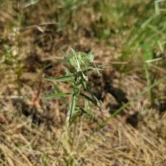 grand collomia thumbnail 1