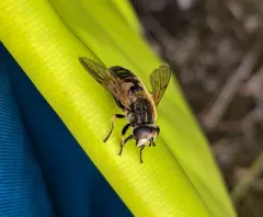 Yellow-margined Marsh Fly thumbnail 3