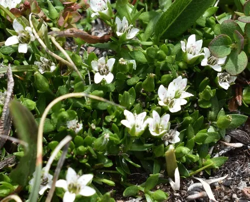 Creeping Sandwort