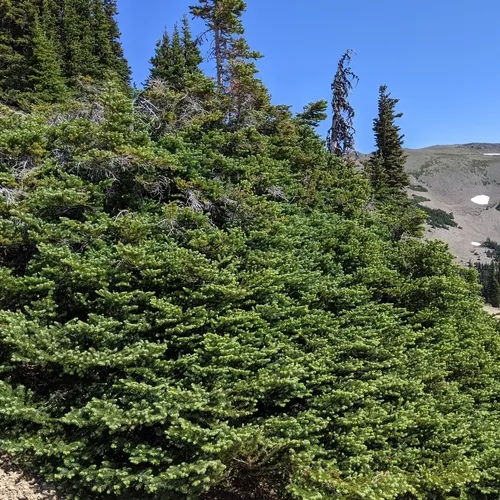 subalpine fir