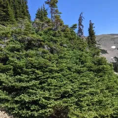 subalpine fir thumbnail 1