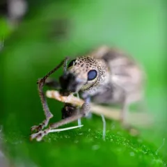 Imported Long-horned Weevil thumbnail 1