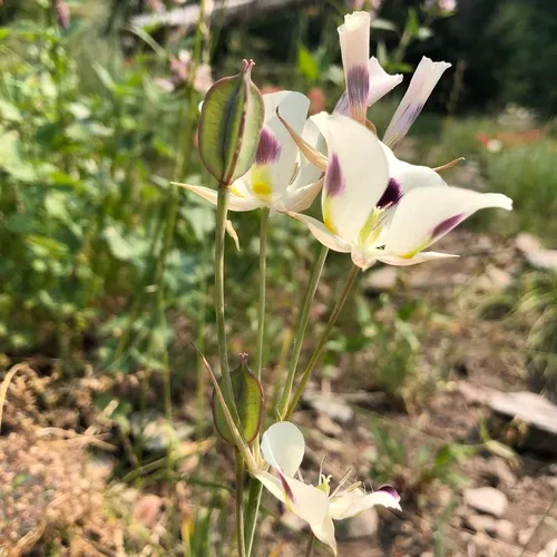 white mariposa lily
