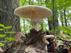Great Felt Skirt Destroying Angel thumbnail 2