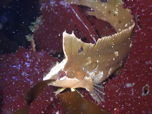 Crevice Kelpfish