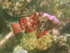 Vermilion Rockfish thumbnail 4