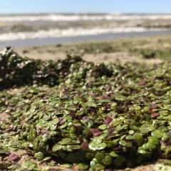 greater duckweed thumbnail 3