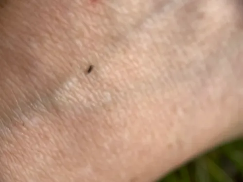 Conioscinella zetterstedti