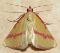 Ernestine's Moth thumbnail 4