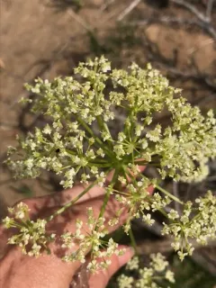 Fernleaf Licorice-root thumbnail 3