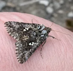 Abstruse False Looper Moth thumbnail 1