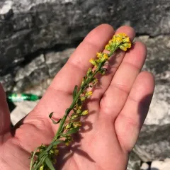 Ontario Goldenrod thumbnail 3