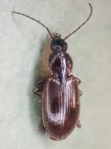 Brown-prothorax Ground Beetle