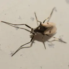 Coelotanypus scapularis thumbnail 1