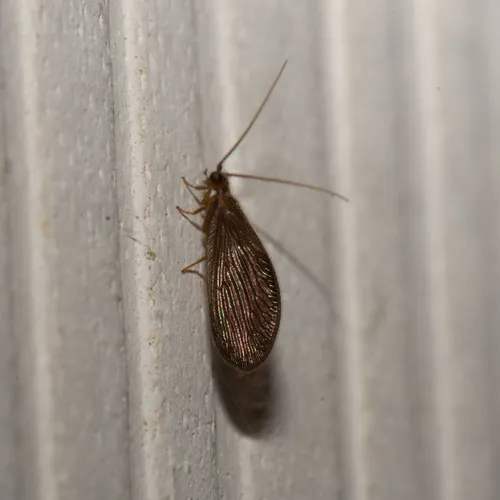 Black Spongillafly