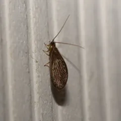 Black Spongillafly thumbnail 1
