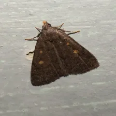 Orange-spotted Idia Moth thumbnail 3