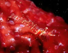 Threespine Coastal Shrimp thumbnail 4