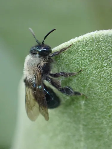 Blue-and-black Mining Bee