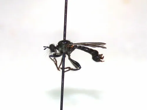 Laphria winnemana