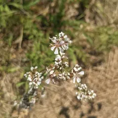 pinewoods horkelia thumbnail 2