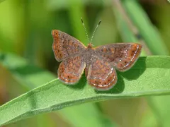 Swamp Metalmark thumbnail 2