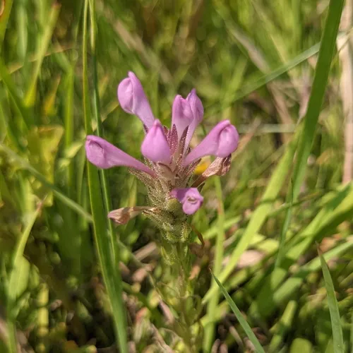 Rosy Owl's-clover