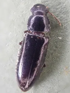 Sphalma quadricollis thumbnail 1