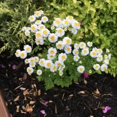 feverfew thumbnail 2