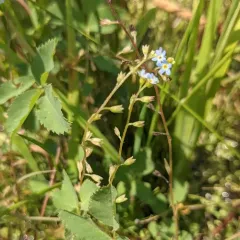 bay forget-me-not thumbnail 2