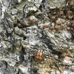 Eye-spotted Lady Beetle thumbnail 3