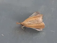 Pediasia dorsipunctellus thumbnail 3