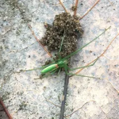 Green Long-jawed Orbweaver thumbnail 2