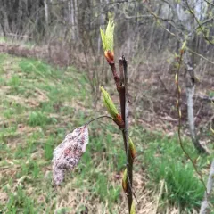 balsam poplar thumbnail 3