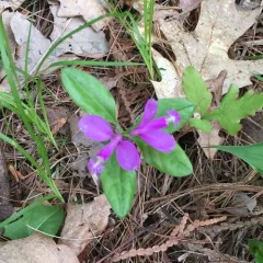 fringed polygala thumbnail 4
