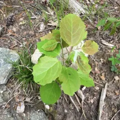 bigtooth aspen thumbnail 1