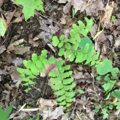 northern maidenhair fern thumbnail 4