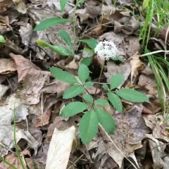 dwarf ginseng thumbnail 4