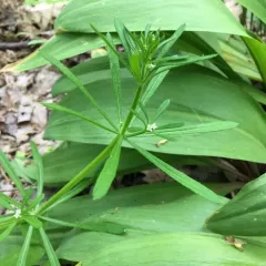 catchweed bedstraw thumbnail 3