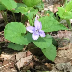 Long-spurred violet thumbnail 2