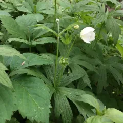 meadow anemone thumbnail 4