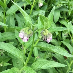 common comfrey thumbnail 3